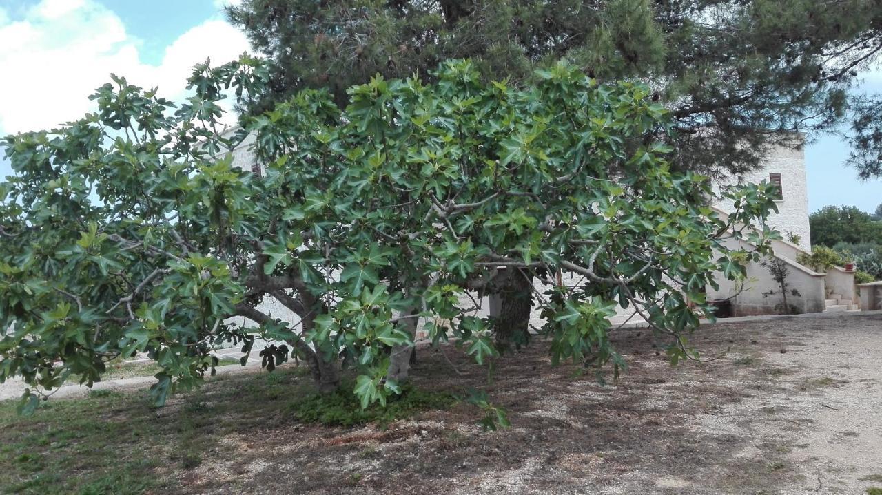سان فيتو دي نورماني Masseria Le Betulle المظهر الخارجي الصورة
