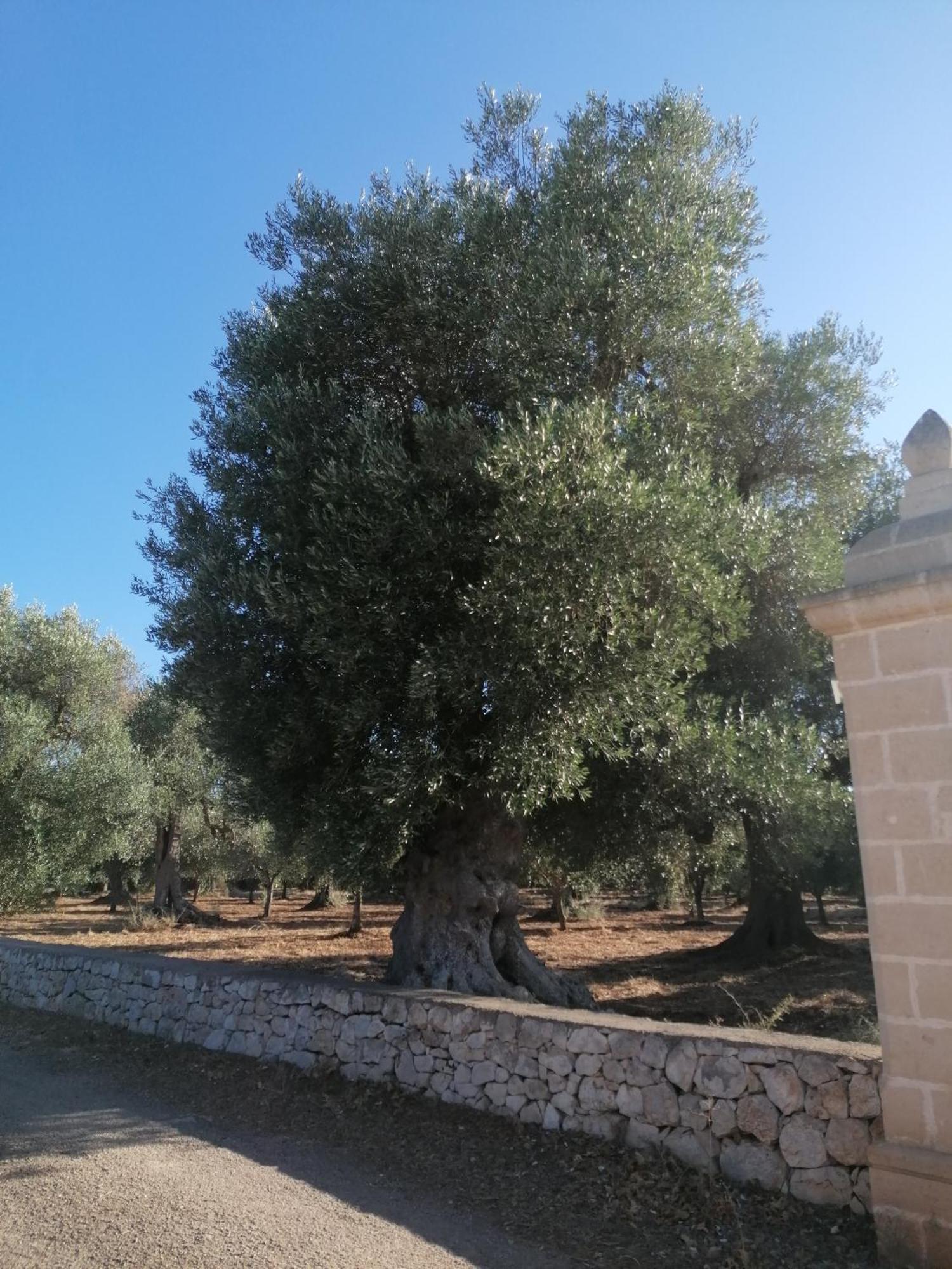 سان فيتو دي نورماني Masseria Le Betulle المظهر الخارجي الصورة