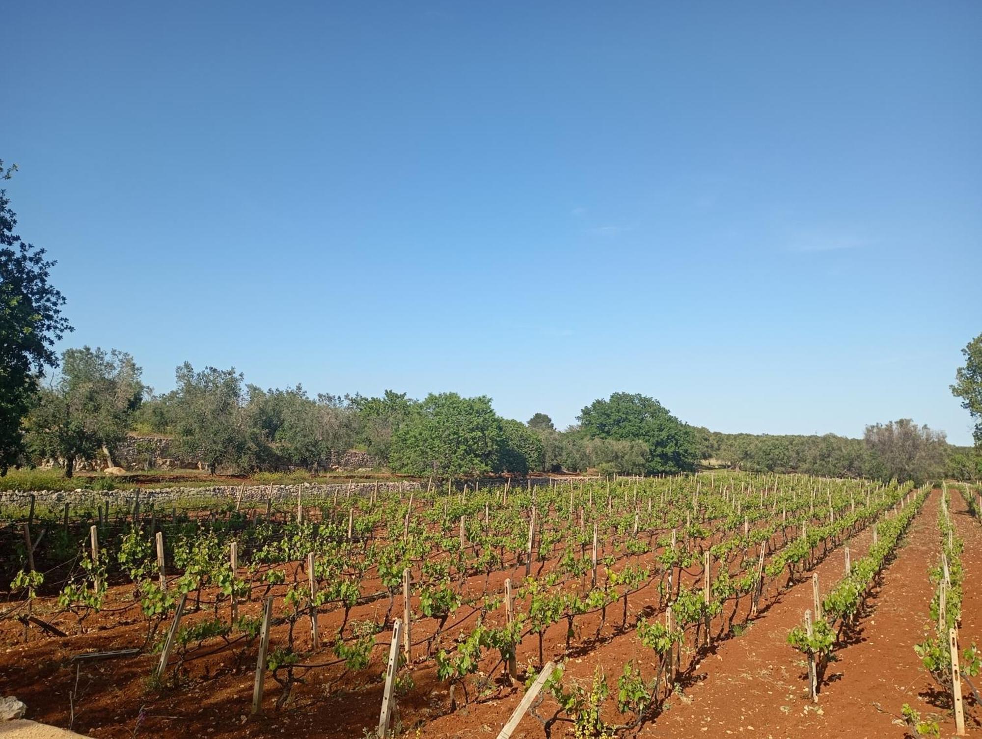 سان فيتو دي نورماني Masseria Le Betulle المظهر الخارجي الصورة
